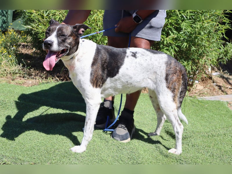 Seniorin Nikita ❤️ hatte ein gutes Zuhause bis ihre Besitzerin verstarb