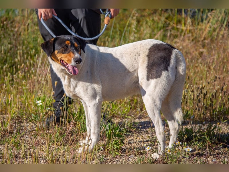 FABIO - sucht Bauchkrauler - mehr als 4 Jahre im Tierheim sind genug!!