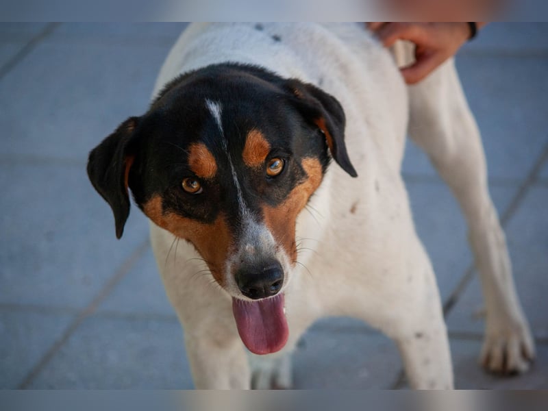 FABIO - sucht Bauchkrauler - mehr als 4 Jahre im Tierheim sind genug!!