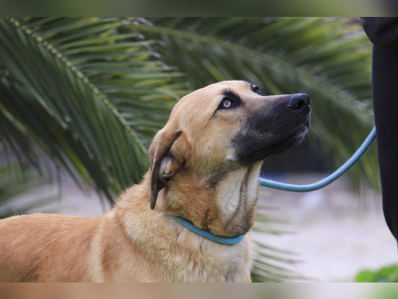 BEAU - ein leinenführiger freundlicher Welpe