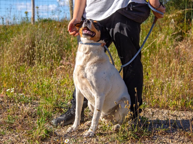 FABIO - sucht Bauchkrauler - mehr als 4 Jahre im Tierheim sind genug!!
