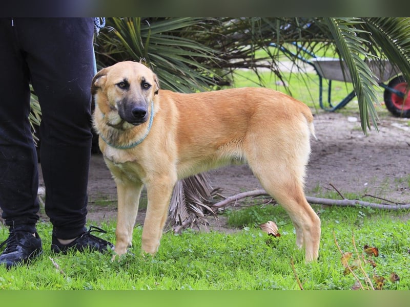 BEAU - ein leinenführiger freundlicher Welpe