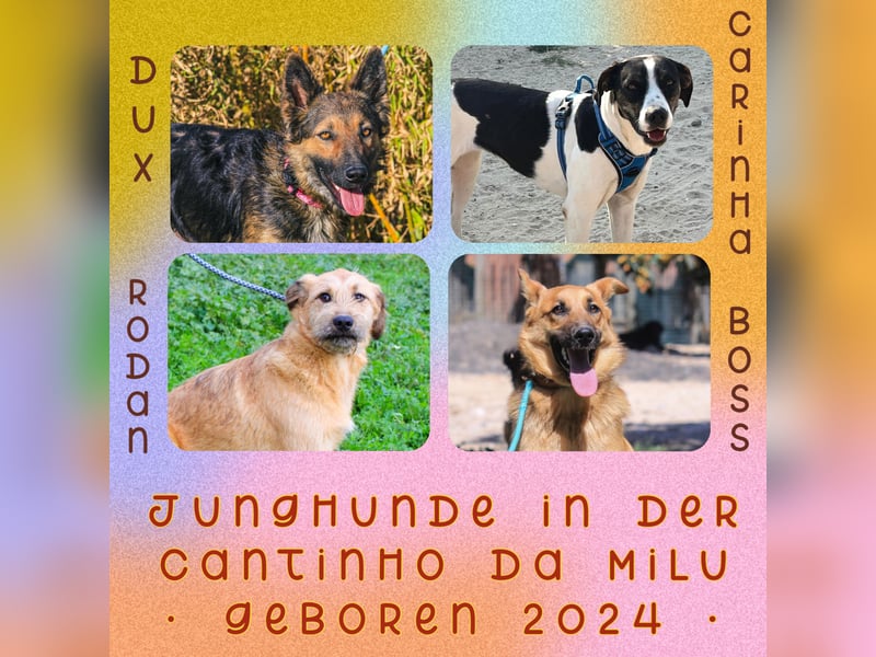 BEAU - ein gut sozialisierter freundlicher Junghund