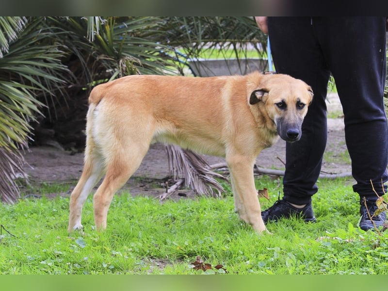 BEAU - ein leinenführiger freundlicher Welpe
