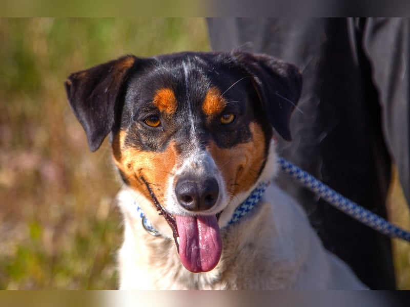 FABIO - sucht Bauchkrauler - mehr als 4 Jahre im Tierheim sind genug!!