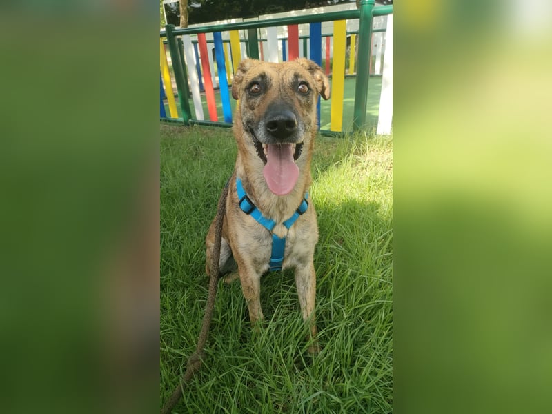 Lola - möchte in ein Für-Immer-Zuhause