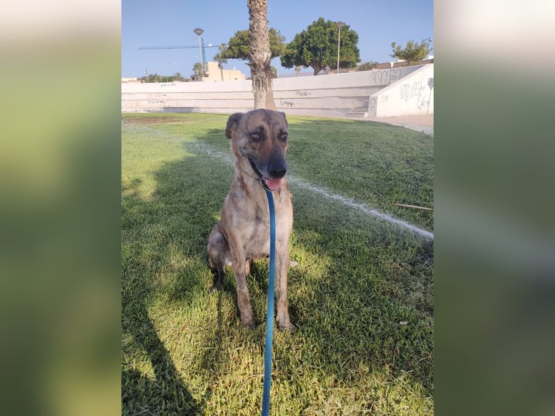 Lola - möchte in ein Für-Immer-Zuhause