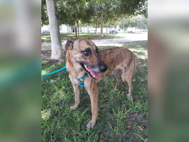 Lola - möchte in ein Für-Immer-Zuhause