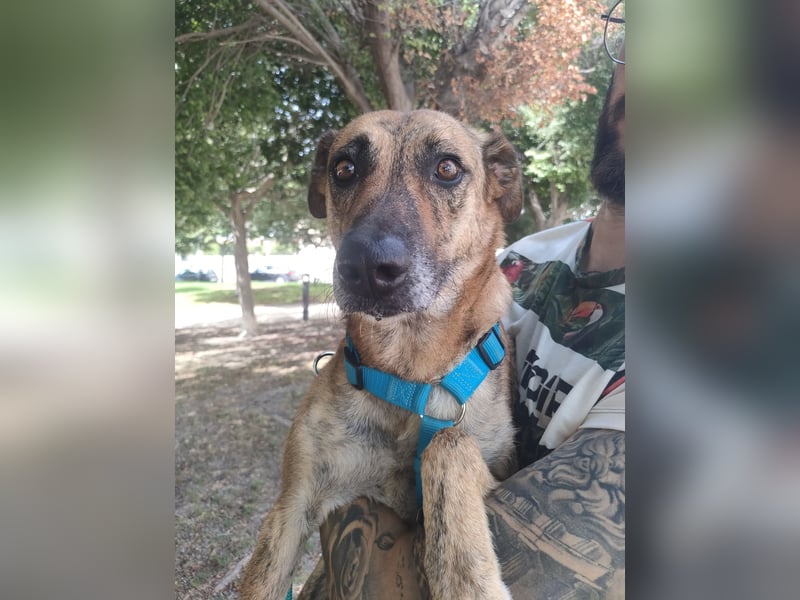 Lola - möchte in ein Für-Immer-Zuhause