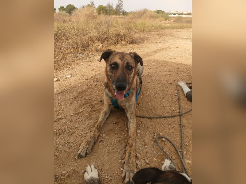 Lola - möchte in ein Für-Immer-Zuhause