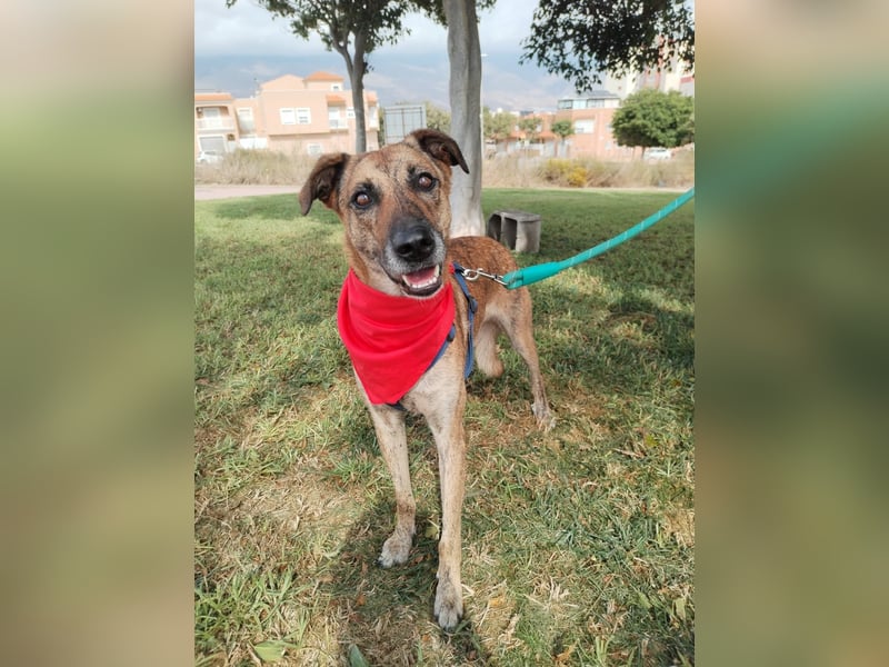 Lola - möchte in ein Für-Immer-Zuhause