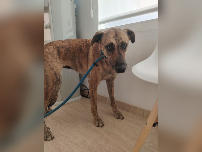 Lola - möchte in ein Für-Immer-Zuhause