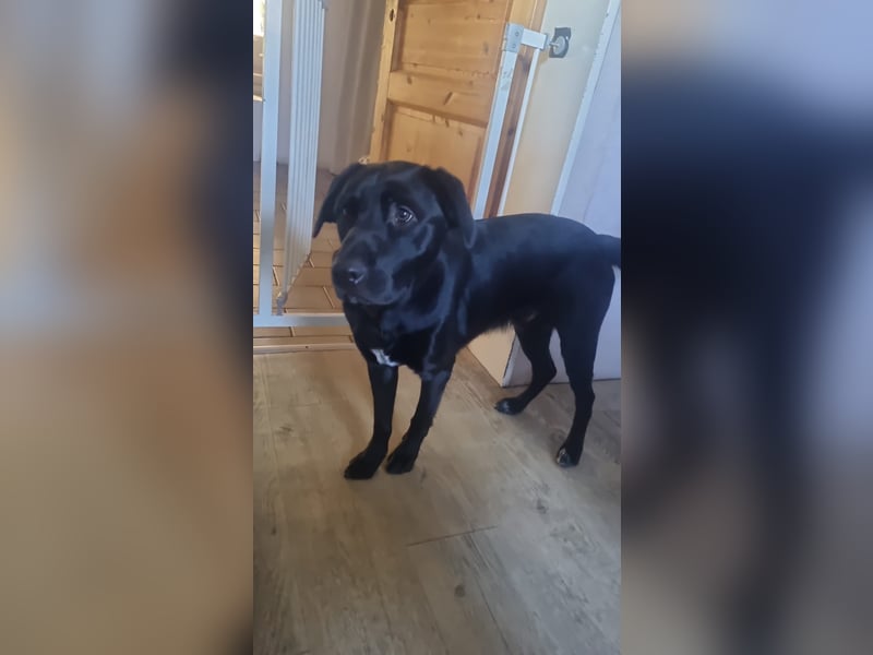 Ari sucht ein neues Zuhause