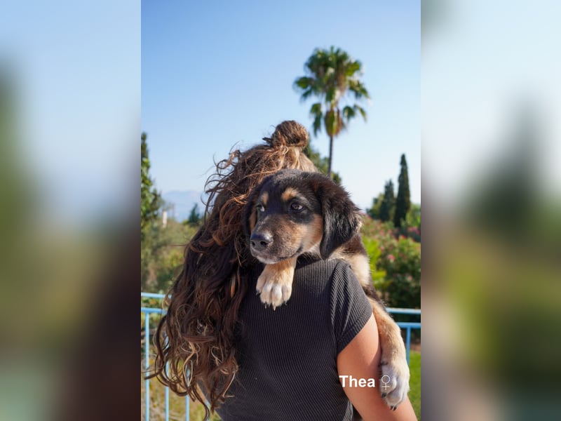 Thea und ihre Geschwister suchen noch ein Zuhause