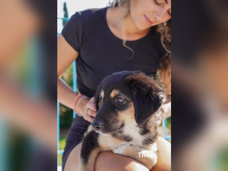 Thea und ihre Geschwister suchen noch ein Zuhause