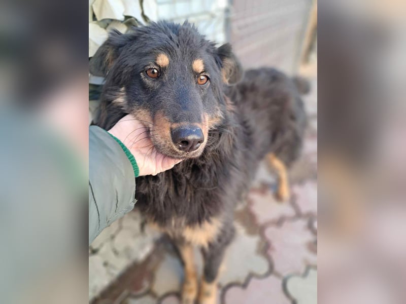 Romeo Rüde Mischling Hund ca. 1 - 2 Jahre alt