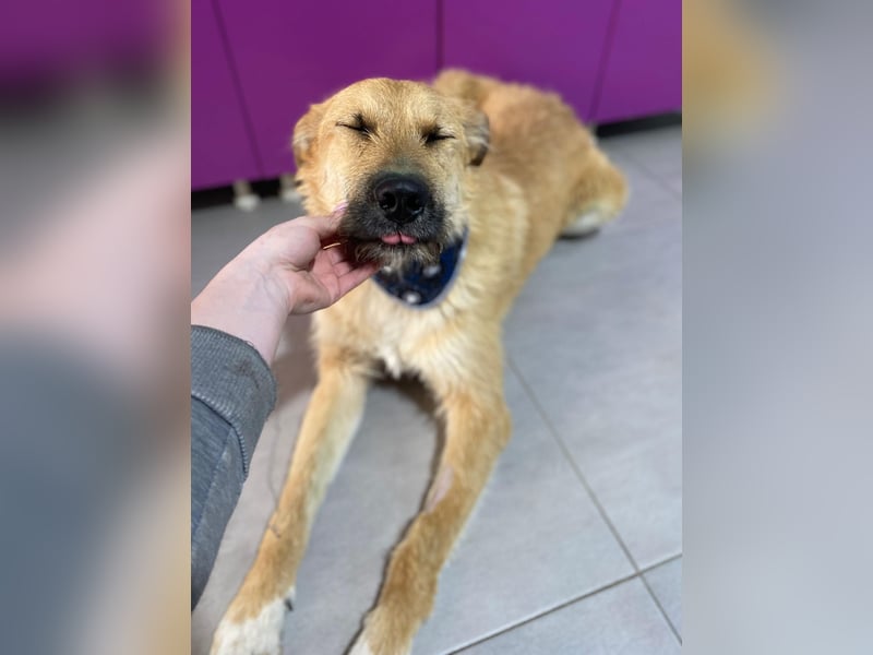 Divi Rüde Mischling ca. 2 Jahre alt