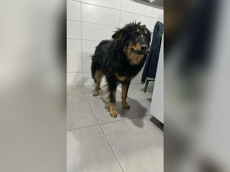 Romeo Rüde Mischling Hund ca. 1 - 2 Jahre alt