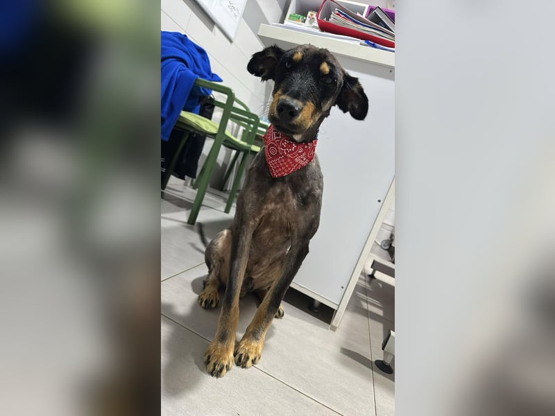Romeo Rüde Mischling Hund ca. 1 - 2 Jahre alt