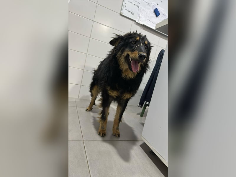 Romeo Rüde Mischling Hund ca. 1 - 2 Jahre alt