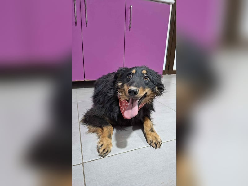 Romeo Rüde Mischling Hund ca. 1 - 2 Jahre alt