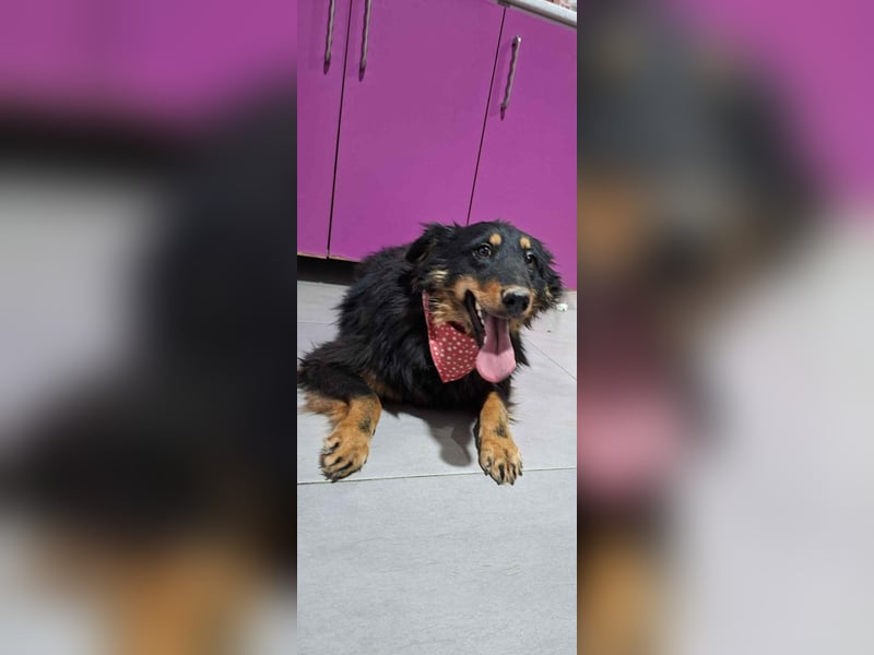 Romeo Rüde Mischling Hund ca. 1 - 2 Jahre alt