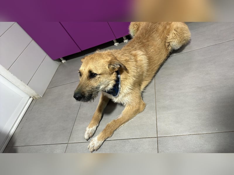 Divi Rüde Mischling ca. 2 Jahre alt