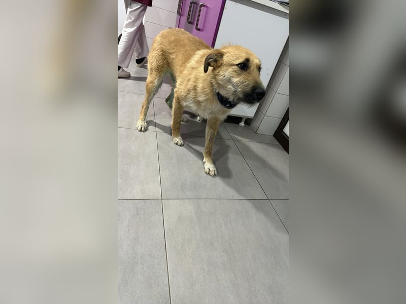 Divi Rüde Mischling ca. 2 Jahre alt