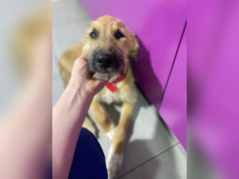 Divi Rüde Mischling ca. 2 Jahre alt