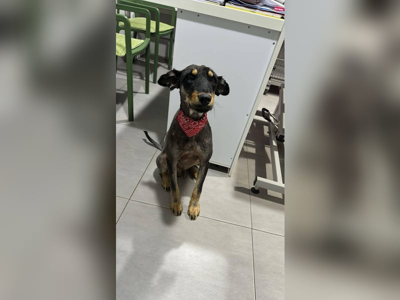 Romeo Rüde Mischling Hund ca. 1 - 2 Jahre alt