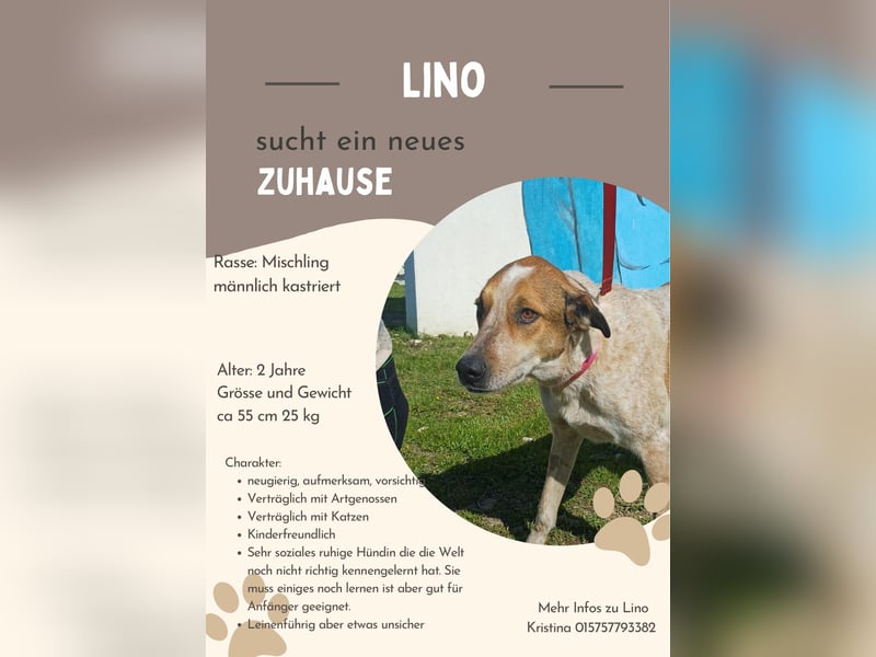 **LINO** Mischling, ca 2 Jahre, Rüde kastriert
