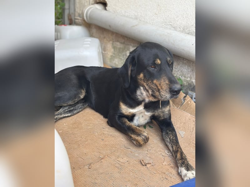 **CLYDE** Mischling, ca. 1,5 Jahre, Rüde kastriert