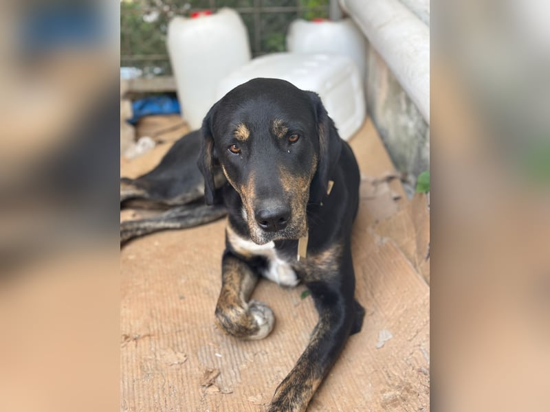 **CLYDE** Mischling, ca. 1,5 Jahre, Rüde kastriert