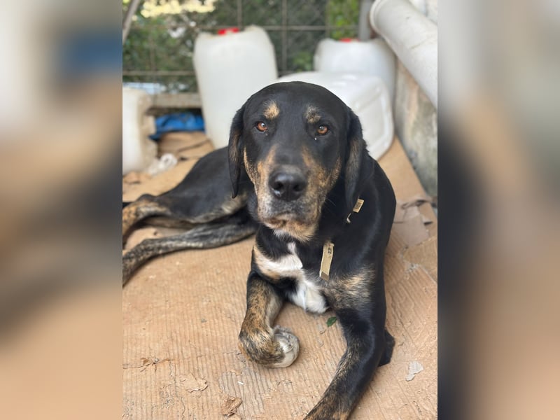 **CLYDE** Mischling, ca. 1,5 Jahre, Rüde kastriert