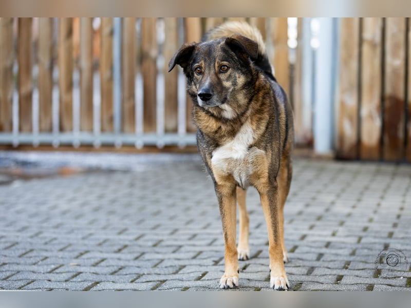 Speedy sucht ein neues Zuhause