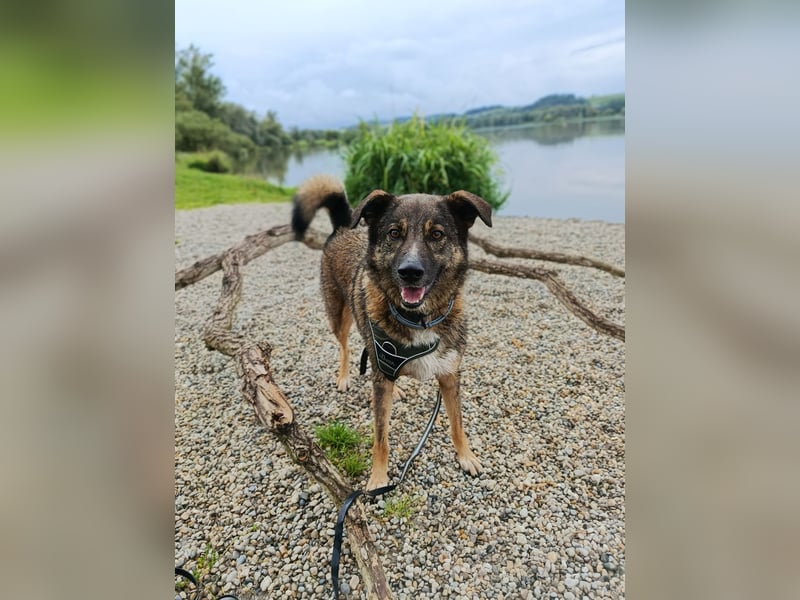 Speedy sucht ein neues Zuhause