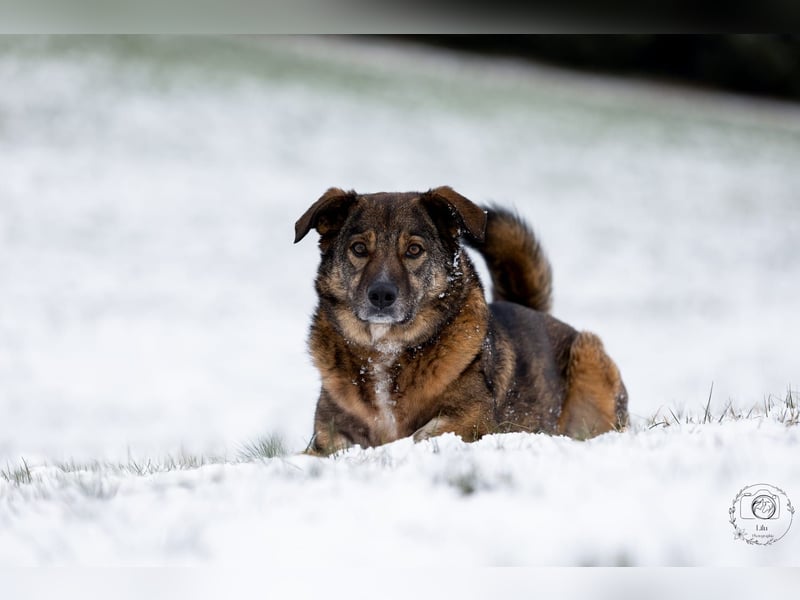 Speedy sucht ein neues Zuhause