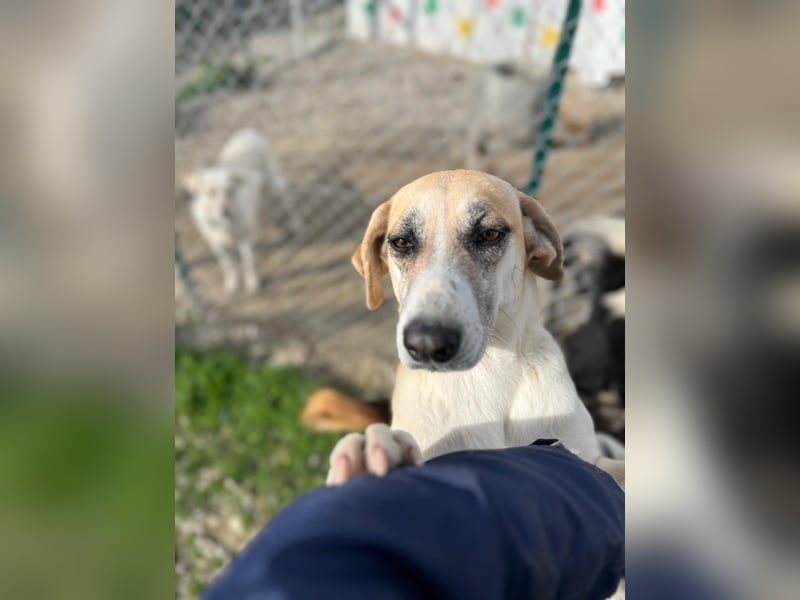 Kelly sucht Sie/Dich!