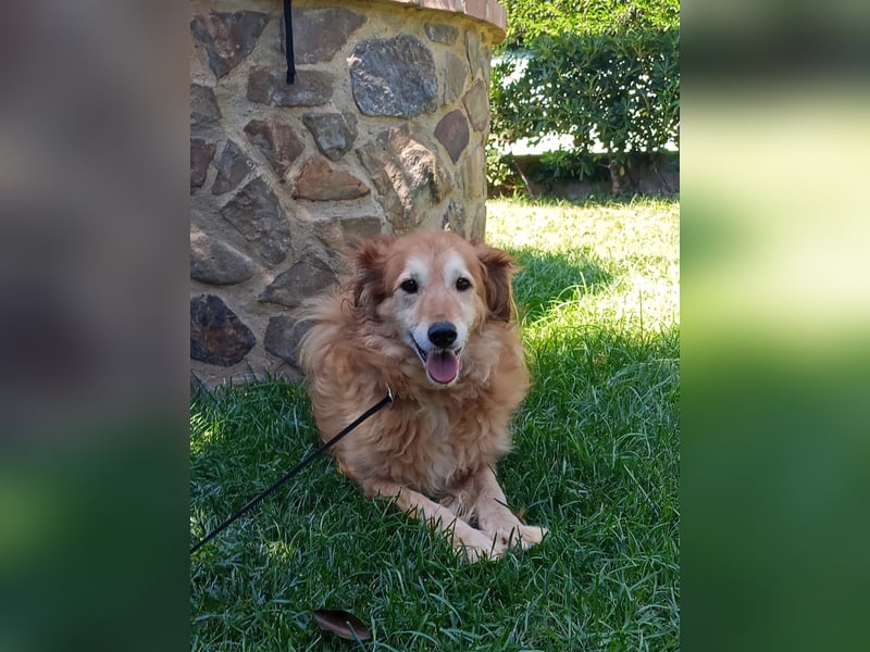 Giacco mit dem Herzen aus Gold