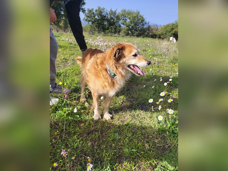 Giacco mit dem Herzen aus Gold