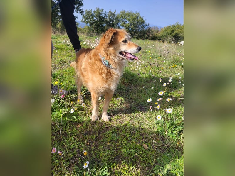 Giacco mit dem Herzen aus Gold