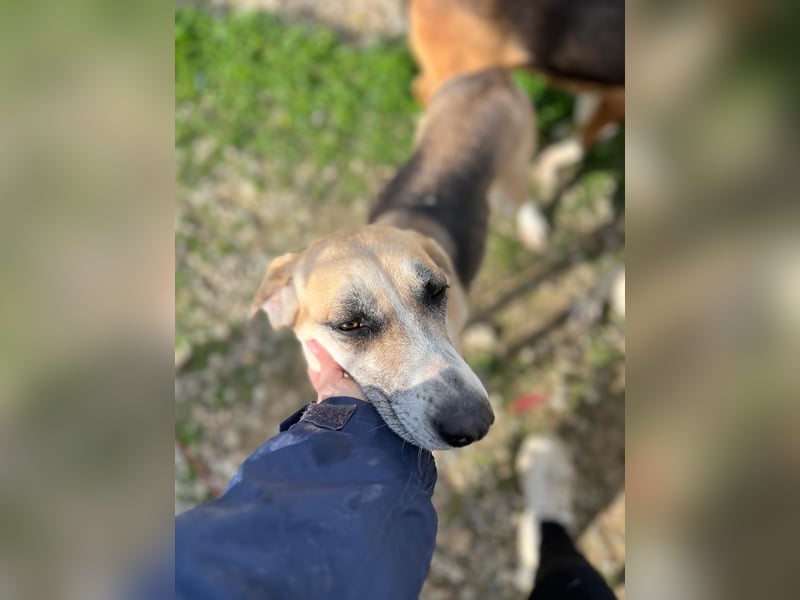 Kelly sucht Sie/Dich!