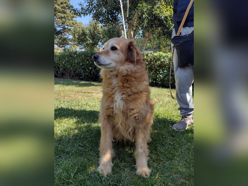 Giacco mit dem Herzen aus Gold