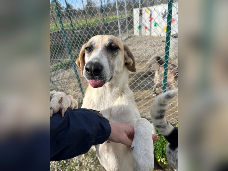 Kelly sucht Sie/Dich!