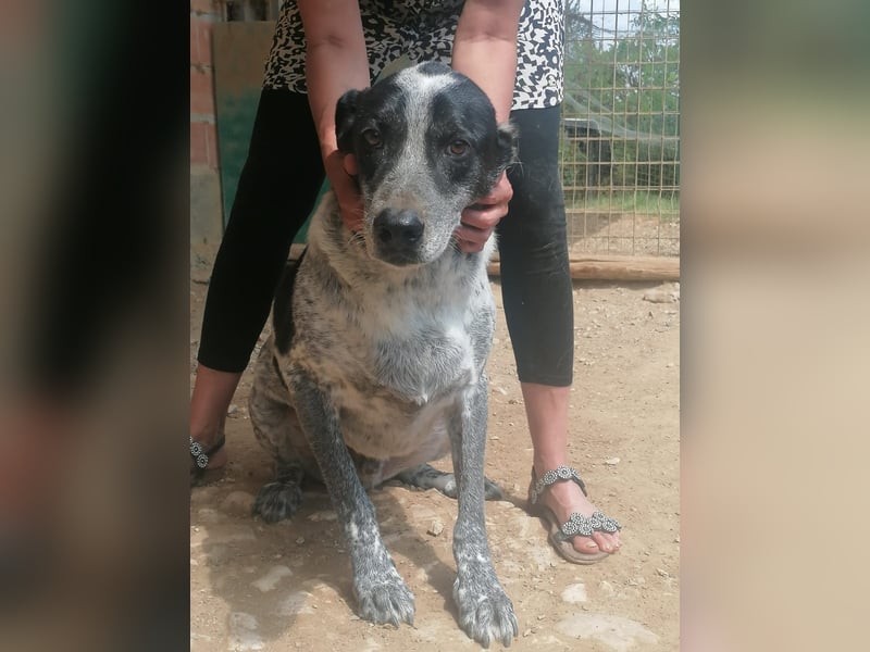 Oliver sucht die dritte Chance!