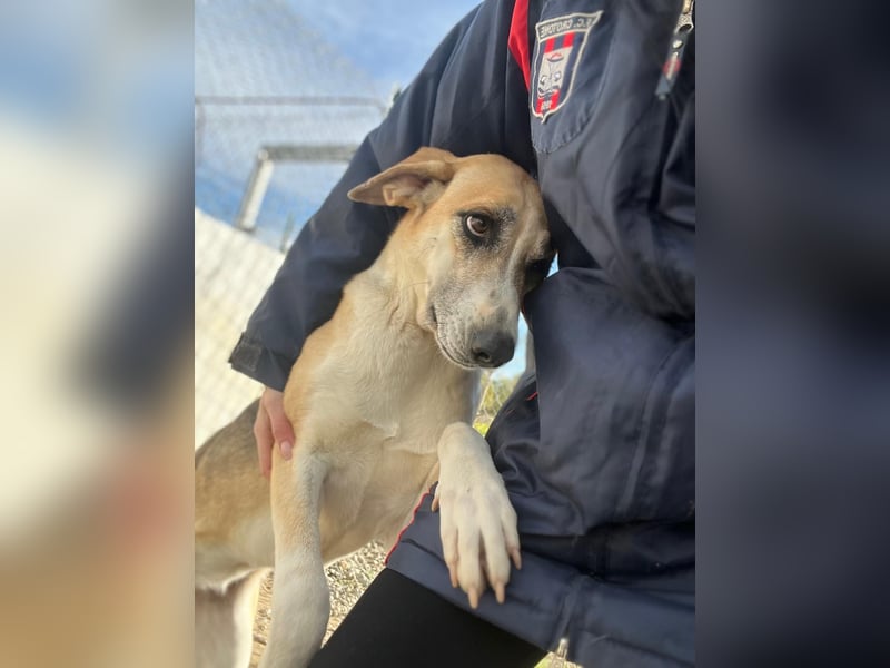 Kelly sucht Sie/Dich!