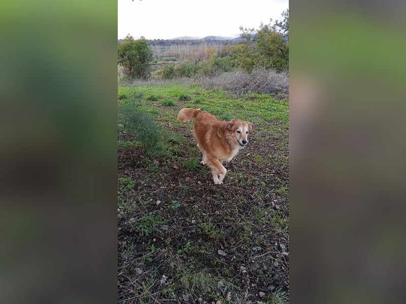 Giacco mit dem Herzen aus Gold