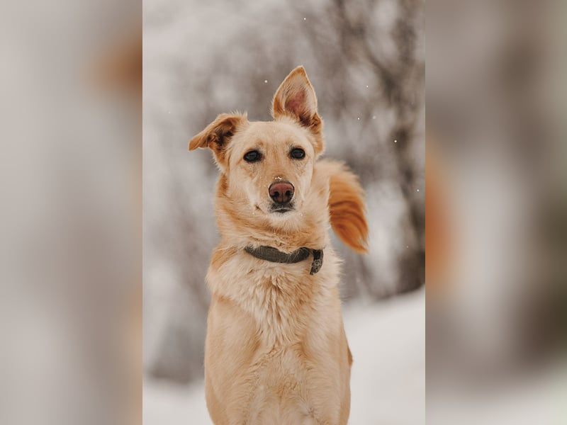 Hübsche Lissy sucht warmes Körbchen