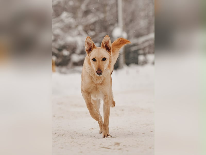 Hübsche Lissy sucht warmes Körbchen