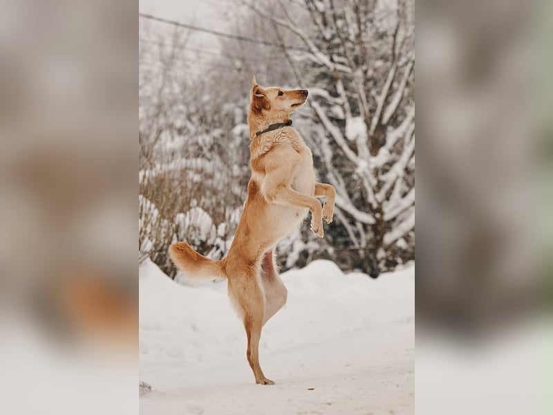 Hübsche Lissy sucht warmes Körbchen